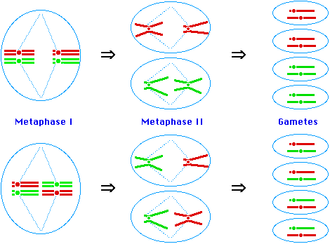 meiosis  stages